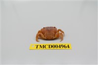 藏品(平背蜞)的圖片